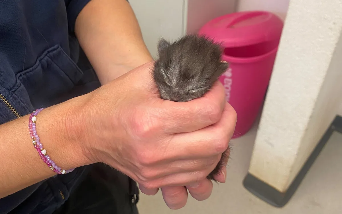 Das einzige Katzenbaby, dass die Aussetzung überlebt hat. Auf dem Bild sieht man eine kleine, schwarze Babykatze in einer Hand.